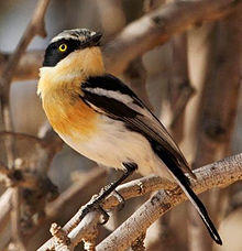 Batis pririt -Klein Pella, Northern Cape, South Africa -female-8.jpg