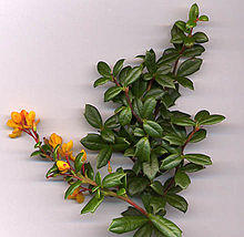 Berberis darwinii shoot.jpg