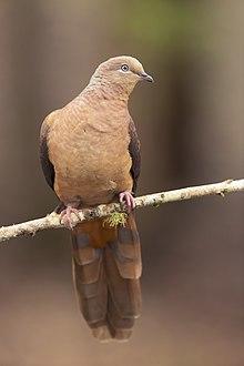Brown Cuckoo-Dove - Brunkerville.jpg
