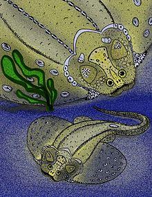 Gemuendina stuertzi by avancna.jpg