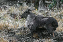 Himalayan Tahr Kedarnath Musk Deer Sanctuary Uttarakhand India 30.11.2015.jpg