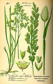 Illustration Phalaris canariensis0.jpg