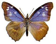 Libythea geoffroy.jpg