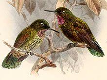 Metallura baroni 1894.jpg