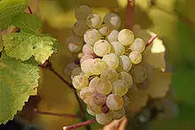Riesling grapes leaves.jpg