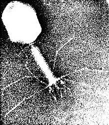T4 phage EM.jpg