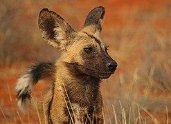 African wild dog (Lycaon pictus pictus) head.jpg