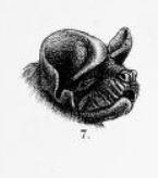 N. laticaudatus.jpg