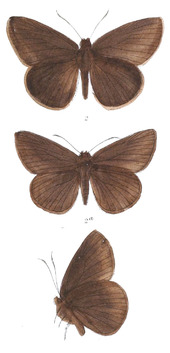 Tamela diocles 805.png