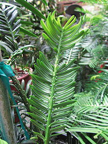 Amentotaxus argotaenia 2.JPG