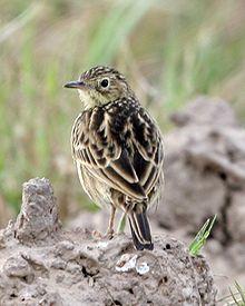 Anthus lutescens -Argentina-4.jpg