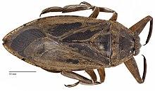 Belostomatidae HuntingtonVT.jpg