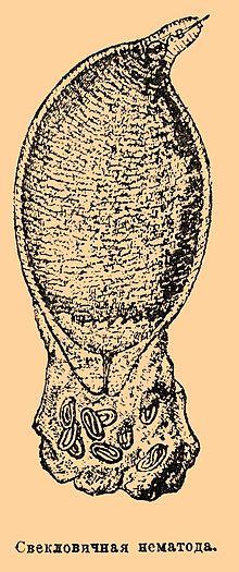 Brockhaus and Efron Encyclopedic Dictionary b57 096-1.jpg