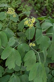 Caulophyllum thalictroides Arkansas.jpg