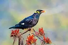 Common hill myna.jpg