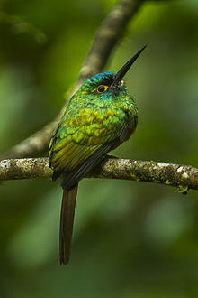 Coppery-chested Jacamar - Ecuador S4E0608.jpg