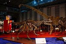 Fukuiraptor skeleton.jpg