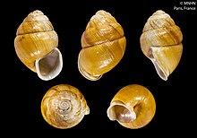 Gonidomus concamerata (MNHN-IM-2000-30972).jpeg