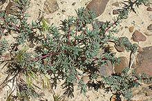 Halogetonglomeratus.jpg