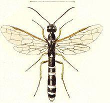 Hartigia linearis.jpg