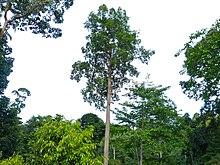 Keruing (Dipterocarpus caudiferus) (Dipterocarpaceae) (8080053980).jpg