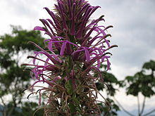 Lobelia thapsoidea.JPG