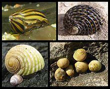 Neritimorpha composite 02.jpg