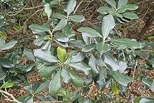 Pittosporum fairchildii kz1.jpg
