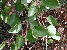 Rhus ovata.jpg