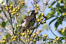 White-eared Barbet (Stactolaema leucotis) eating fruit.jpg