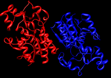 Whole Enzyme.png