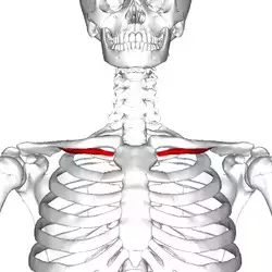Subclavius muscle frontal2.png
