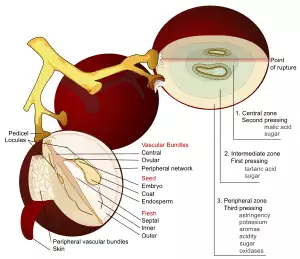 Anatomical-style diagram of three grapes on their stalks. Two of the grapes are shown in cross-section with all their internal parts labeled.