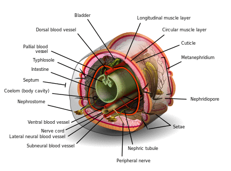 Internal anatomy of a segment of an annelid