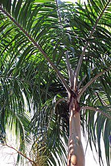 Carpentaria acuminata NNTBG.JPG