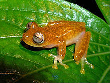 Nymphargus rosada03.jpg