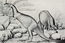 The first life reconstruction, drawn by Frank Bond in 1899