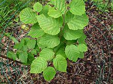 Ostryopsis davidiana 01.jpg