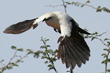 Pied babbler in flight.jpg