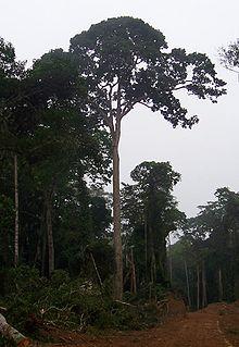 Sapele Tree Congo Brazzaville.jpg