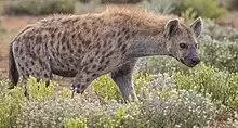 Spotted hyena (Crocuta crocuta).jpg