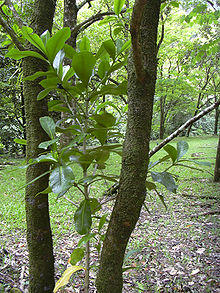Starr 030807-0071 Fagraea berteroana.jpg