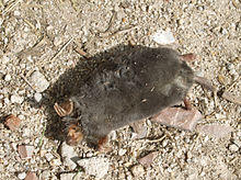 Talpa occidentalis-20090409.jpg