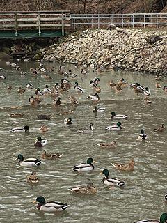 South Park Duck Pond.jpg