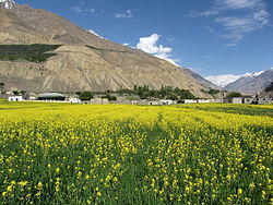 Shimshal in Summer