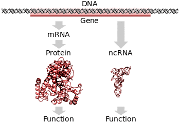 A protein-coding gene in DNA being transcribed and translated to a functional protein or a non-protein-coding gene being transcribed to a functional RNA