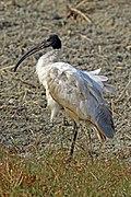 Black-headed ibis (Threskiornis melanocephalus).jpg