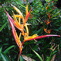 Heliconia hirsuta (9709354435).jpg