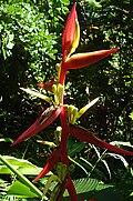 Heliconia schiedeana, the Parrot's Beak Heliconia (9712500831).jpg