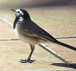 Moroccan Wagtail.jpg